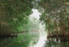Kenaikan Permukaan Laut Mengancam Mangrove, Saat Penyerap Karbon Ini Berbalik Jadi Sumber Emisi
