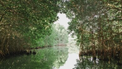 Kenaikan Permukaan Laut Mengancam Mangrove, Saat Penyerap Karbon Ini Berbalik Jadi Sumber Emisi