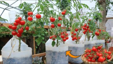 7 Ide Kebun Tomat Ceri Gantung yang Mengubah Balkon Sempit Jadi Sudut Panen Segar
