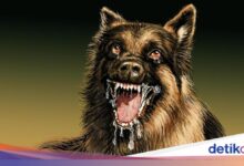 Jasinga Berduka, Polisi Telusuri Tewasnya Bocah 9 Tahun Akibat Anjing Pemburu