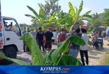Dipicu Warga Tanam Pohon Pisang, Pemprov Jateng Tambah Rp 28,7 Miliar Untuk Jalan Randublatung-Cepu