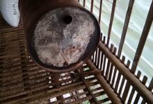7 Kandang Ayam dari Drum Bekas yang Bisa Dipindah, Murah Dirawat dan Lebih Higienis