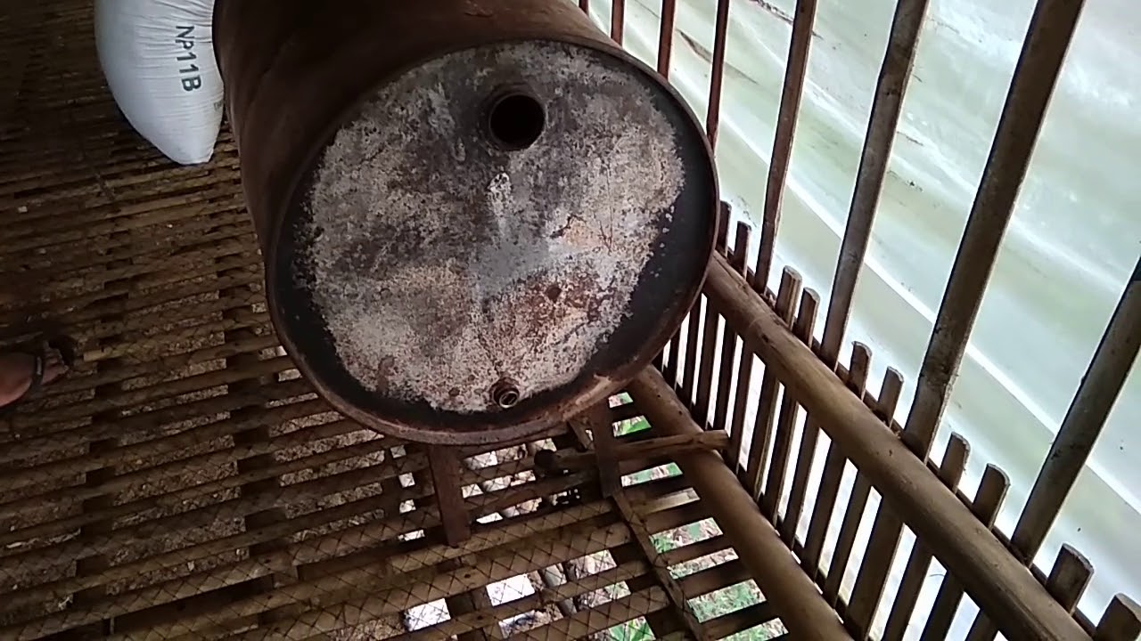 7 Kandang Ayam dari Drum Bekas yang Bisa Dipindah, Murah Dirawat dan Lebih Higienis