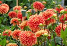 6 Prompt Gemini AI di Kebun Dahlia, Foto Estetik yang Terlihat Serius Dipotret Profesional