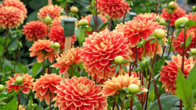 6 Prompt Gemini AI di Kebun Dahlia, Foto Estetik yang Terlihat Serius Dipotret Profesional