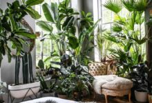 5 Tanaman Indoor Pembawa Hoki, Cantik Di Rumah Dan Dipercaya Tarik Energi Positif