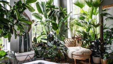 5 Tanaman Indoor Pembawa Hoki, Cantik Di Rumah Dan Dipercaya Tarik Energi Positif
