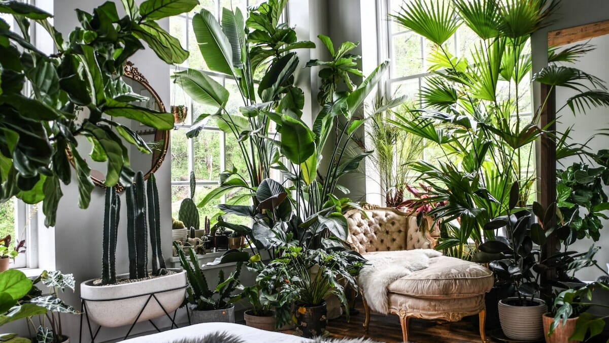 5 Tanaman Indoor Pembawa Hoki, Cantik Di Rumah Dan Dipercaya Tarik Energi Positif