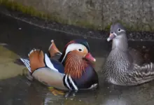 Jantan Lebih Menawan, Bebek Mandarin Punya Fakta Reproduksi yang Mengejutkan