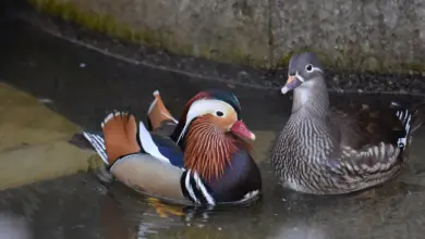 Jantan Lebih Menawan, Bebek Mandarin Punya Fakta Reproduksi yang Mengejutkan