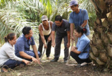 Rahasia PalmCo Menguasai Pendampingan PSR, Dari Dana ke Aksi Lapangan