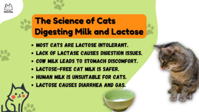 Susu Sapi Ternyata Bukan Untuk Kucing, Ini Risiko Intoleransi Laktosa Yang Sering Diabaikan