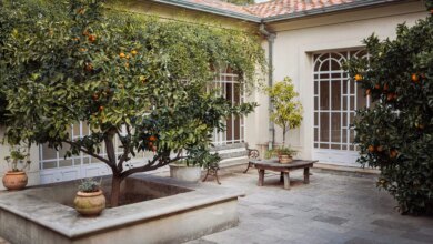 7 Pohon Buah untuk Lahan Sempit, Aman Ditanam Dekat Carport Tanpa Bikin Lantai Naik