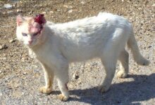 4 Risiko Zoonosis dari Kucing yang Sering Diremehkan, Dari Cakaran Hingga Rabies