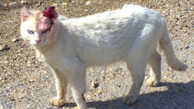 4 Risiko Zoonosis dari Kucing yang Sering Diremehkan, Dari Cakaran Hingga Rabies