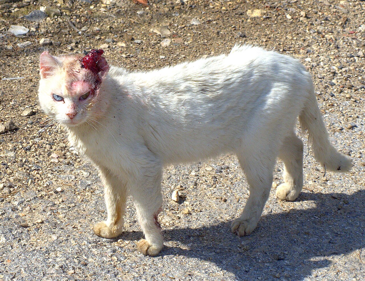 4 Risiko Zoonosis dari Kucing yang Sering Diremehkan, Dari Cakaran Hingga Rabies