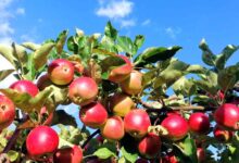 7 Pohon Buah Berakar Kuat, Pilihan Lebih Aman untuk Pekarangan di Daerah Rawan Angin