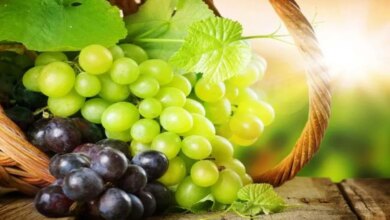 14 Buah Yang Perlu Diwaspadai Saat Diet, Kenali Kalori Dan Pilih Pengganti Yang Lebih Aman