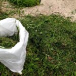 5 Cara Bikin Silase Pakan Ayam Kampung, Modal Murah tapi Nutrisi Tetap Terjaga