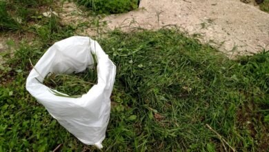 5 Cara Bikin Silase Pakan Ayam Kampung, Modal Murah tapi Nutrisi Tetap Terjaga