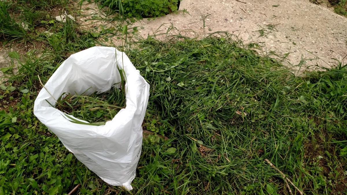 5 Cara Bikin Silase Pakan Ayam Kampung, Modal Murah tapi Nutrisi Tetap Terjaga