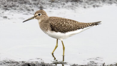 Burung Pantai Ini Bertelur Di Pohon Dan Selalu Migrasi Sendiri, Solitary Sandpiper Mengejutkan