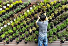 Dua Inovator Ini Bikin Dinding Tanaman Hidup, Serap Lebih Dari 90% Polusi Asap Kayu Dan Bisa Panen Sayur