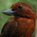 Recurve-Billed Bushbird, Burung Langka Kolombia Yang Sempat Dianggap Hilang 20 Tahun