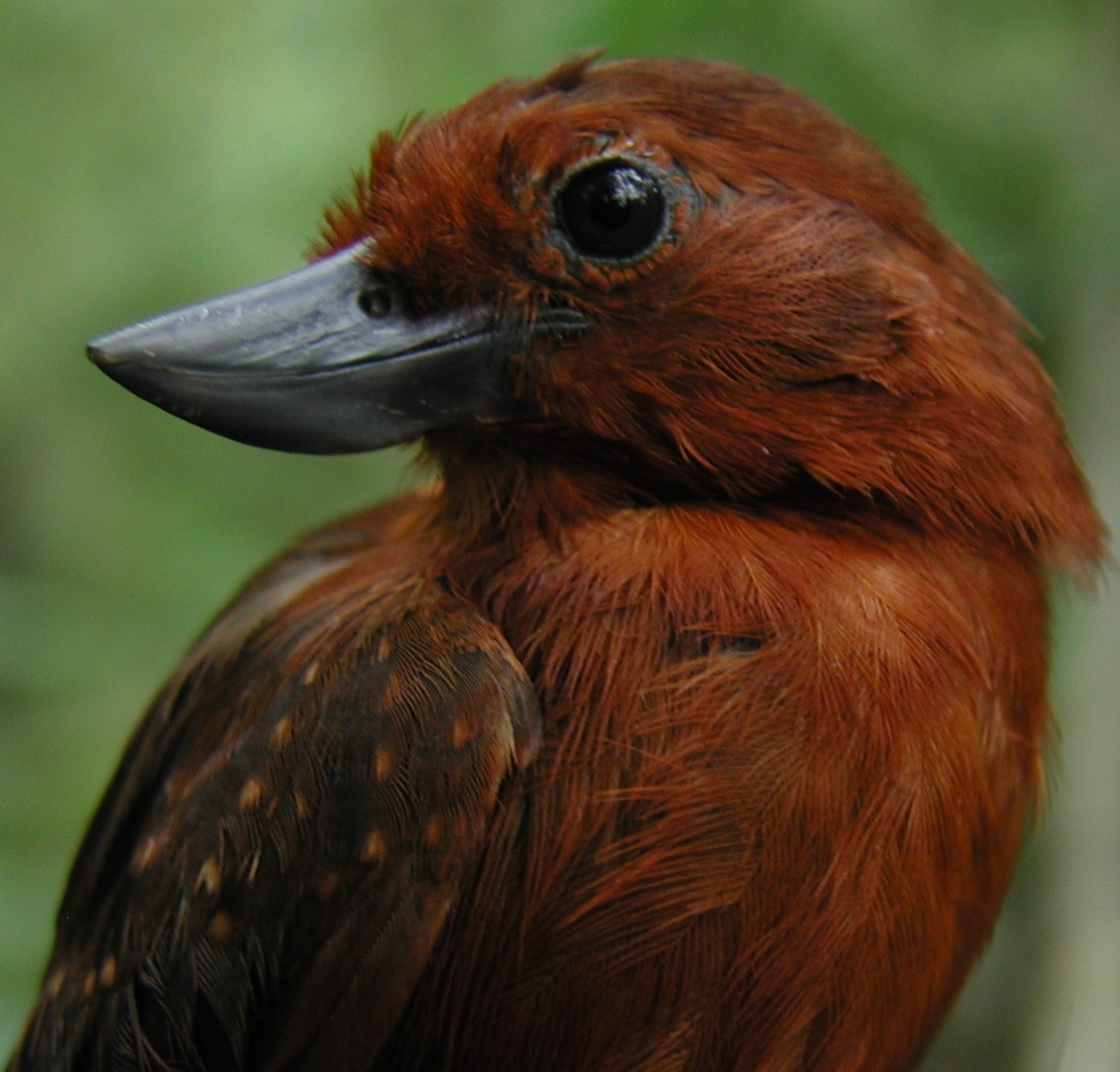 Recurve-Billed Bushbird, Burung Langka Kolombia Yang Sempat Dianggap Hilang 20 Tahun