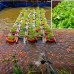 Halaman Sempit Bisa Panen Ganda, 7 Cara Satukan Kolam Lele dan Kebun Kangkung di Rumah