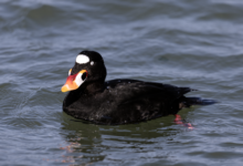 Surf Scoter, Bebek Laut Yang Rela Kehilangan Terbang Demi Ganti Bulu