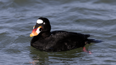 Surf Scoter, Bebek Laut Yang Rela Kehilangan Terbang Demi Ganti Bulu