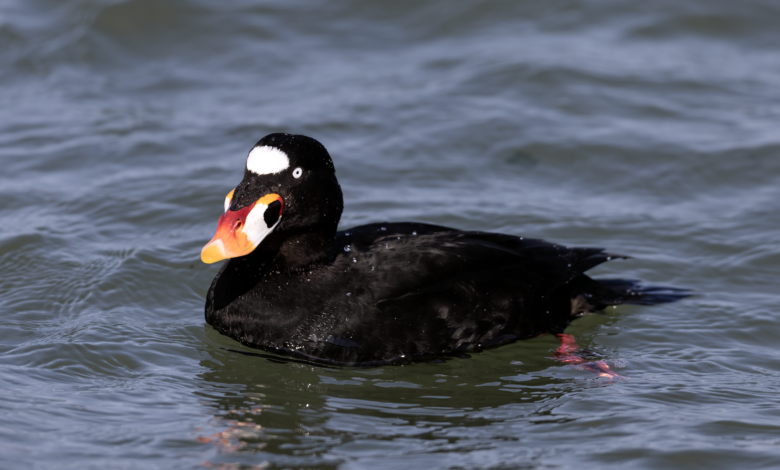 Surf Scoter, Bebek Laut Yang Rela Kehilangan Terbang Demi Ganti Bulu