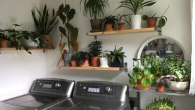 Laundry Sering Apek dan Pengap, 13 Tanaman Ini Bisa Bantu Bikin Udara Lebih Sehat