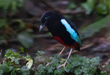 Superb Pitta, Burung Endemik Papua Nugini Yang Cantik Tapi Terancam Punah