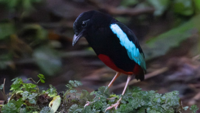 Superb Pitta, Burung Endemik Papua Nugini Yang Cantik Tapi Terancam Punah