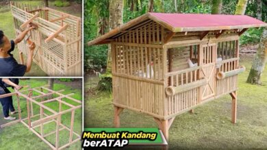 Salah Desain Sejak Awal, Kandang Ayam Rumahan Bisa Bau Terus meski Rajin Dibersihkan