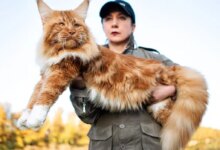 4 Fakta Kucing Maine Coon, Raksasa Lembut Yang Ternyata Rentan Penyakit Genetik