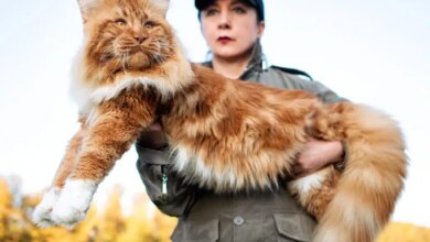 4 Fakta Kucing Maine Coon, Raksasa Lembut Yang Ternyata Rentan Penyakit Genetik