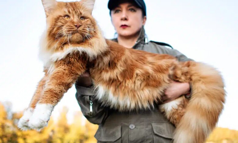 4 Fakta Kucing Maine Coon, Raksasa Lembut Yang Ternyata Rentan Penyakit Genetik