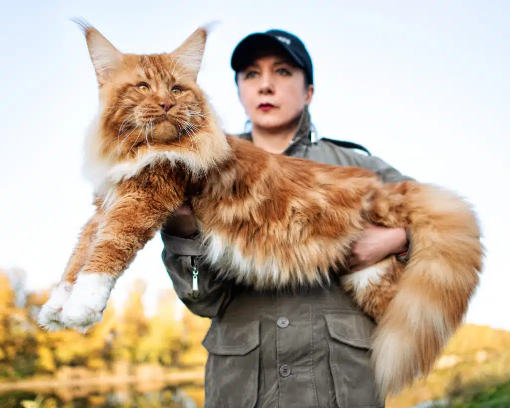 4 Fakta Kucing Maine Coon, Raksasa Lembut Yang Ternyata Rentan Penyakit Genetik