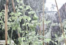 Musim Hujan Bukan Musuh Tomat, 4 Langkah Ini Bikin Panen Tetap Memuaskan