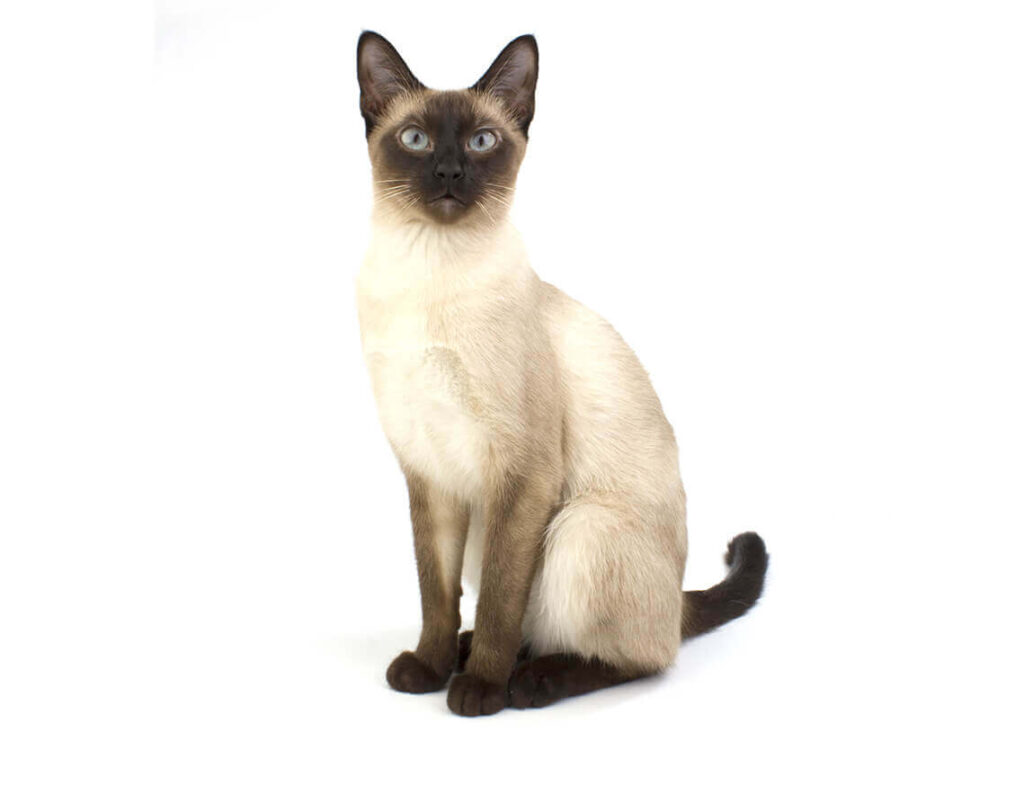 6 Fakta Kucing Siam, Bulunya Bisa Berubah Warna Saat Suhu Turun