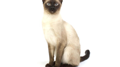 6 Fakta Kucing Siam, Bulunya Bisa Berubah Warna Saat Suhu Turun