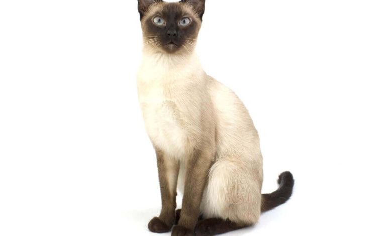 6 Fakta Kucing Siam, Bulunya Bisa Berubah Warna Saat Suhu Turun