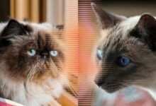 4 Perbedaan Kucing Siam dan Himalaya yang Sering Bikin Orang Tertukar, Ternyata Jauh Beda