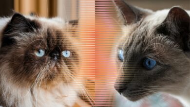4 Perbedaan Kucing Siam dan Himalaya yang Sering Bikin Orang Tertukar, Ternyata Jauh Beda
