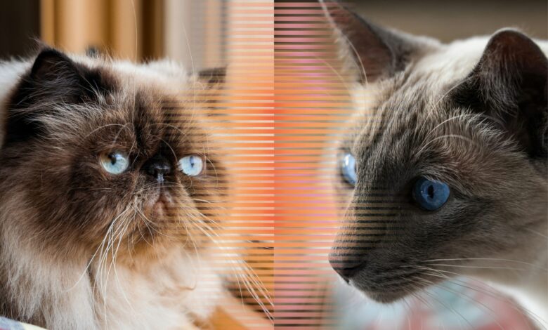 4 Perbedaan Kucing Siam dan Himalaya yang Sering Bikin Orang Tertukar, Ternyata Jauh Beda