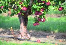 Jangan Asal Tanam, 9 Pohon Buah Ini Aman Dekat Sumur Tanpa Mengganggu Strukturnya
