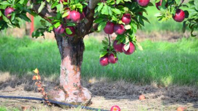 Jangan Asal Tanam, 9 Pohon Buah Ini Aman Dekat Sumur Tanpa Mengganggu Strukturnya